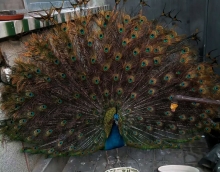 低碳環(huán)保友情漆 孔雀開屏來點贊